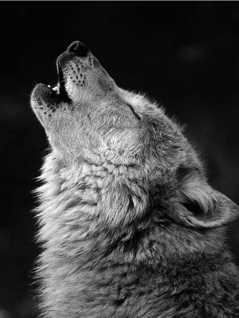 Custom Fridge Magnet Gray Howling Wolf Home Kitchen Decor
